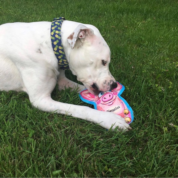 PIG - DOG TOY Pignatius NEW - Picture 2 of 2
